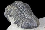 Bargain, Pedinopariops Trilobite - Mrakib, Morocco #137686-5